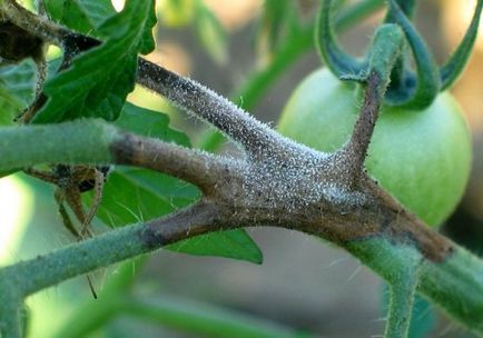 Hogyan küzdjünk a Phytophthora paradicsomon