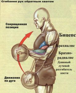 Hogyan építsünk egy szuper brachialis szivattyúzás brachialis (szivattyú) Hogyan építsünk egy szuper brachialis szivattyúzás brachialis