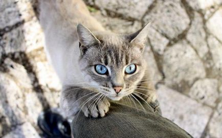 Mi a látás egy macska - színes vagy fekete-fehér világában macska szeme