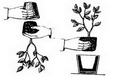Hogyan transzplantáció citrom otthon, áttelepítésre citrom (citrom) Hogyan transzplantáció citrom otthon, a változás a citrom