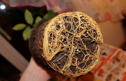 Hogyan transzplantáció citrom otthon, transzplantációs citrom (feltételek) Hogyan transzplantáció citrom otthon, a változás a citrom