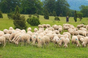 Hogyan tartsuk a juhok árnyalatok juhtenyésztés a hazai kezdő szabályok (feltételek) Hogyan tartsuk az árnyalatok juhok juhtenyésztés otthon kezdőknek, szabályok