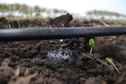 Cseppentővel csepegtető öntözés saját kezűleg (locsolás) Cseppentővel csepegtető öntözés saját kezűleg