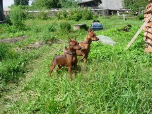 Miniature Pinscher - dobermann zseb