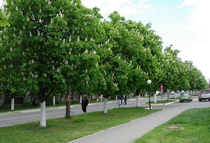 Chestnut, faültetés és gondozás, termesztési feltételek