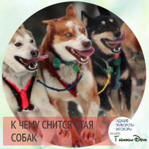 Miért álom egy kutyafalka 1 (mi) Miért álom egy kutyafalka 1