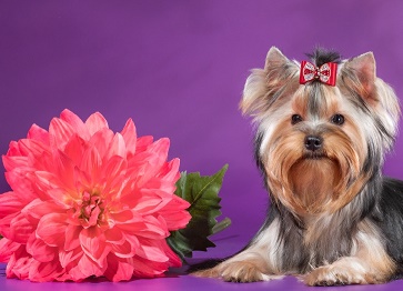 Becenevek Yorkie fiúk és lányok - nevek a Yorkshire terrier, hogyan kell hívni