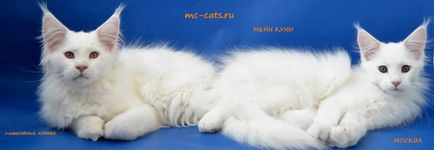 Kódok színek macskák használt wcf rendszerek, Fife (Fife) Kódok színek macskák használt wcf rendszerek, Fife