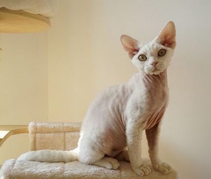 Devon Rex macska fotók, videók, fajta leírás, gondoskodás, karakter (Devon Rex fészer, stb) Devon Rex macska fotók, videók, fajta leírás, gondoskodás, karakter