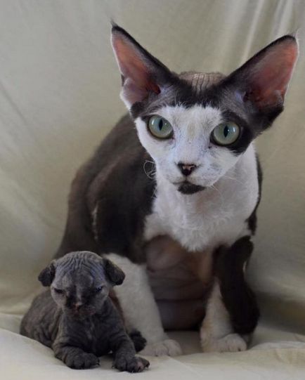 Devon Rex macska fotók, videók, fajta leírás, gondoskodás, karakter (rock) Devon Rex macska fotók, videók, fajta leírás, gondoskodás, karakter