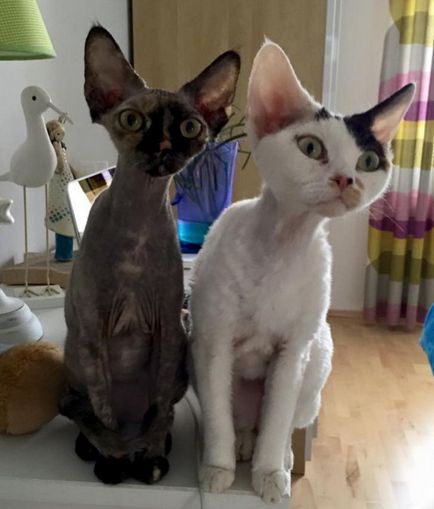 Devon Rex macska fotók, videók, fajta leírás, gondoskodás, karakter