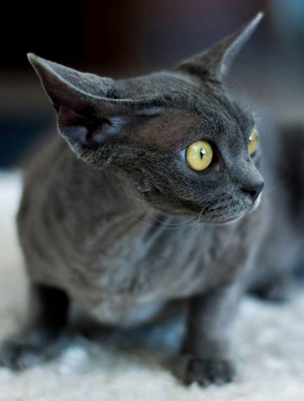 Devon Rex macska fotók, videók, fajta leírás, gondoskodás, karakter (Devon Rex) Devon Rex macska fotók, videók, fajta leírás, gondoskodás, karakter