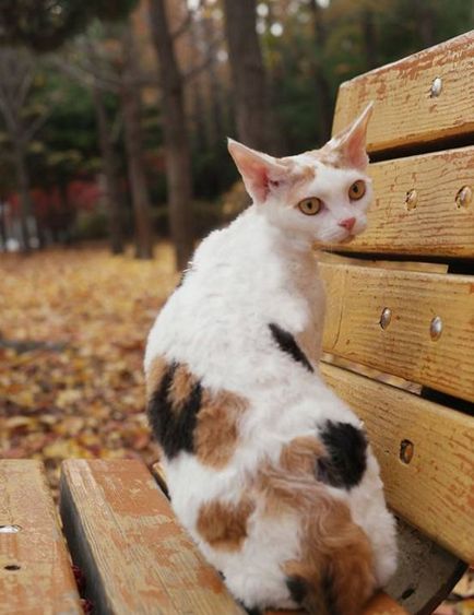 Devon Rex macska fotók, videók, fajta leírás, gondoskodás, karakter (rock) Devon Rex macska fotók, videók, fajta leírás, gondoskodás, karakter