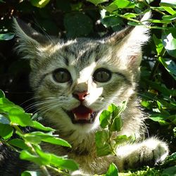 Cat jelzi terület a lakásban, hogy nem, ötletek - minden a macskák és macskák szeretettel (terület) Cat jelzi terület a lakásban, hogy nem, ötletek - minden a macskák és macskák szeretettel