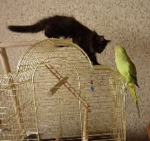 Cat jelzi terület a lakásban, hogy nem, ötletek - minden a macskák és macskák szeretettel (hogyan elválasztott gyerek macska védjegy területén) Cat jelzi terület a lakásban, hogy nem, ötletek - minden a macskák és macskák szeretettel