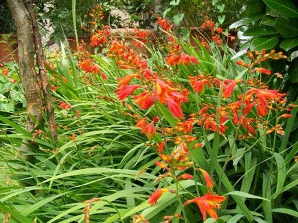 Crocosmia (montbretsiya) ültetés, termesztés és nemesítés, fajta