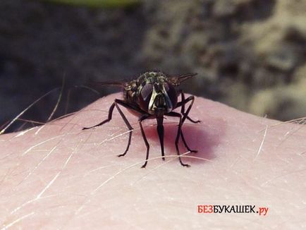 Harapás fly - miért stabil légy legyek harapás emberek ősszel (a legyek) Harapás fly - miért stabil légy legyek harapás emberek az ősszel
