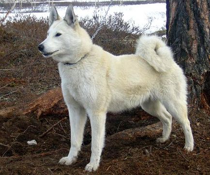 Laika fotók és képek, Fajtajegyei, gondozási tippek