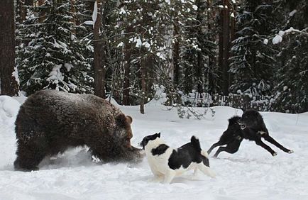 Laika (kutya) fotók, fajta leírás, karakter, szabványok és az árak (a kutya) Laika (kutya) fotók, fajta leírás, karakter, szabványok és az árak