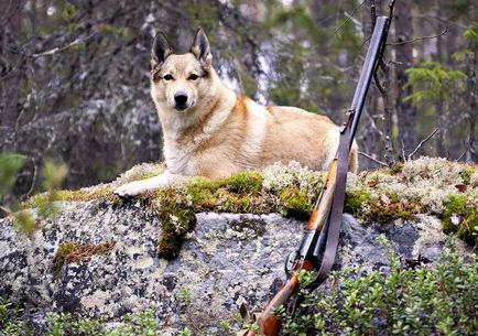 Laika (kutya) fotók, fajta leírás, karakter, szabványok és az árak (Laika) Laika (kutya) fotók, fajta leírás, karakter, szabványok és az árak