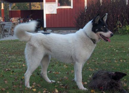Laika (kutya) fotók, fajta leírás, karakter, szabványok és az árak (a kutya Laika) Laika (kutya) fotók, fajta leírás, karakter, szabványok és az árak