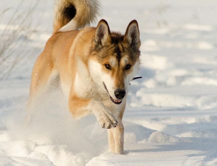 Laika (kutya) fotók, fajta leírás, karakter, szabványok és az árak (a kutya Laika) Laika (kutya) fotók, fajta leírás, karakter, szabványok és az árak