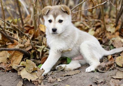 Laika (kutya) fotók, fajta leírás, karakter, szabványok és az árak (Laika) Laika (kutya) fotók, fajta leírás, karakter, szabványok és az árak