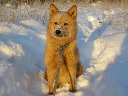 Laiki költ leírás, képek (husky) Laiki költ leírás, fotók