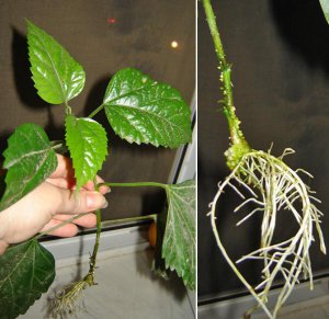 Gyorsan és egyszerűen vigyázni hibiszkusz (kínai rózsa) otthon (Rosa chinensis szoba ellátás fotó) Gyorsan és egyszerűen vigyázni hibiszkusz (kínai rózsa) a hazai