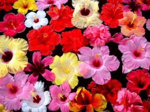Gyorsan és egyszerűen vigyázni hibiszkusz (kínai rózsa) az otthoni (Kína) Gyorsan és egyszerűen vigyázni hibiszkusz (kínai rózsa) a hazai
