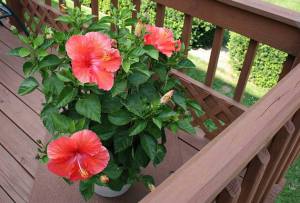 Gyorsan és egyszerűen vigyázni hibiszkusz (kínai rózsa) otthon (rózsa) Gyorsan és egyszerűen vigyázni hibiszkusz (kínai rózsa) a hazai