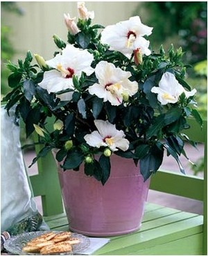 Gyorsan és egyszerűen vigyázni hibiszkusz (kínai rózsa) otthon (rózsa) Gyorsan és egyszerűen vigyázni hibiszkusz (kínai rózsa) a hazai