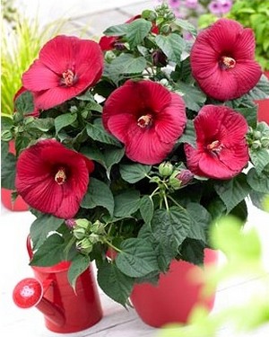 Gyorsan és egyszerűen vigyázni hibiszkusz (kínai rózsa) otthon (könnyű) Gyorsan és egyszerűen vigyázni hibiszkusz (kínai rózsa) a hazai