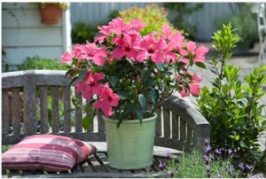 Gyorsan és egyszerűen vigyázni hibiszkusz (kínai rózsa) otthon (Rosa chinensis szoba ellátás fotó) Gyorsan és egyszerűen vigyázni hibiszkusz (kínai rózsa) a hazai