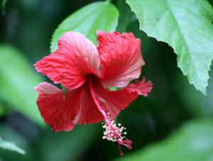 Gyorsan és egyszerűen vigyázni hibiszkusz (kínai rózsa) a hazai