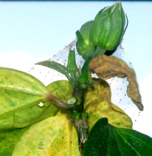 Gyorsan és egyszerűen vigyázni hibiszkusz (kínai rózsa) otthon (csak) Gyorsan és egyszerűen vigyázni hibiszkusz (kínai rózsa) a hazai