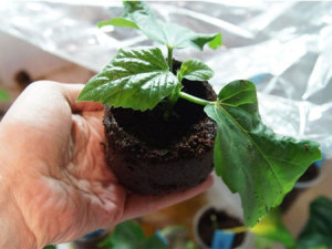 Gyorsan és egyszerűen vigyázni hibiszkusz (kínai rózsa) otthon (rózsa) Gyorsan és egyszerűen vigyázni hibiszkusz (kínai rózsa) a hazai