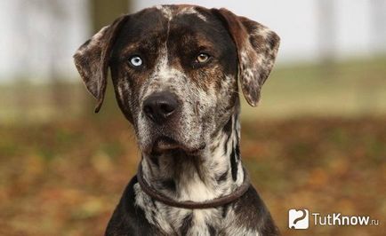 Louisiana Catahoula Leopárdkutya ellátás kölykök ár (Louisiana Catahoula Leopárdkutya) Louisiana Catahoula Leopárdkutya ellátás kölykök árát