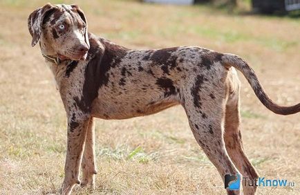 Louisiana Catahoula Leopárdkutya ellátás kölykök ár (Louisiana Catahoula Leopárdkutya) Louisiana Catahoula Leopárdkutya ellátás kölykök árát