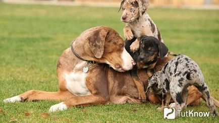 Louisiana Catahoula Leopárdkutya ellátás kölykök ár (Louisiana Catahoula Leopárdkutya ellátás) Louisiana Catahoula Leopárdkutya ellátás kölykök árát