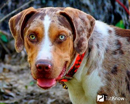Louisiana Catahoula Leopárdkutya ellátás kölykök ár (Louisiana Catahoula Leopárdkutya ellátás) Louisiana Catahoula Leopárdkutya ellátás kölykök árát