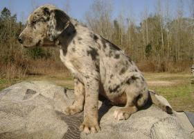 Louisiana Catahoula Leopárdkutya gondoskodás a fajta, az ár a kölykök (kutya) Louisiana Catahoula Leopárdkutya ellátás kölykök árát