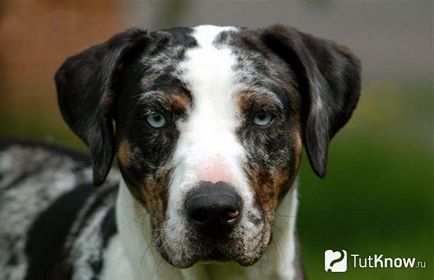 Louisiana Catahoula Leopárdkutya gondoskodás a fajta, az ár a kölykök (Catahoula) Louisiana Catahoula Leopárdkutya ellátás kölykök árát