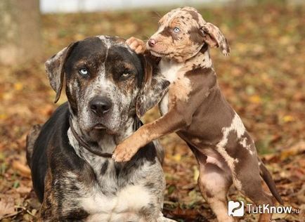Louisiana Catahoula Leopárdkutya gondoskodás a fajta, az ár a kölykök (rock) Louisiana Catahoula Leopárdkutya ellátás kölykök árát