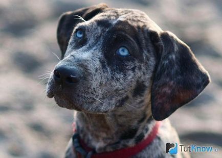 Louisiana Catahoula Leopárdkutya ellátás kölykök ár (Louisiana Catahoula Leopárdkutya fajta) Louisiana Catahoula Leopárdkutya ellátás kölykök árát