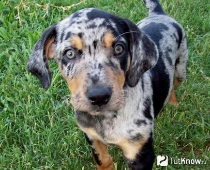 Louisiana Catahoula Leopárdkutya ellátás kölykök ár (Louisiana Catahoula Leopárdkutya fajta) Louisiana Catahoula Leopárdkutya ellátás kölykök árát