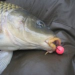 Carp kifogása, hogy a harapás, csalik, kezelése csali és ponty (fogás) Fogása ponty kifogása, hogy a harapás, csali, csalétek, és szembeszáll a ponty