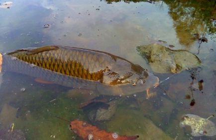 Catching ponty, hogyan lehet megtalálni, és hogyan kell fogni a nagy hal