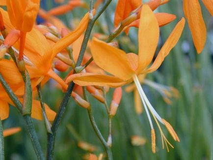 Montbretsiya vagy Crocosmia termesztés és karbantartása, fotó, növényi kert (corm) Montbretsiya vagy Crocosmia termesztés és karbantartás, fotó, növény kert