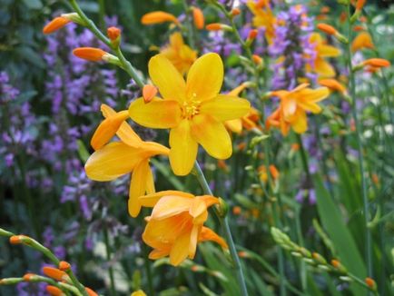 Montbretsiya vagy Crocosmia termesztés és karbantartása, fotó, növényi kert (ellátás) Montbretsiya vagy Crocosmia termesztés és karbantartás, fotó, növény kert